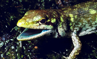 lizard with its mouth open