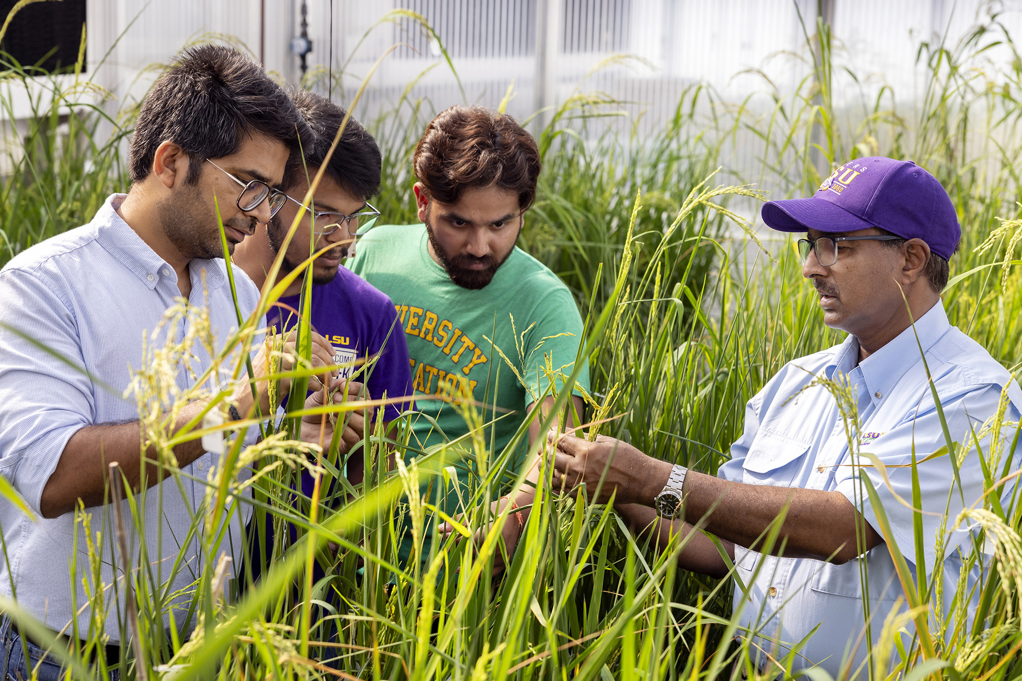 Researchers working in rice field