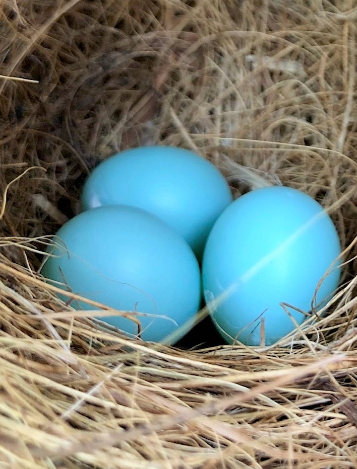 blue bird eggs