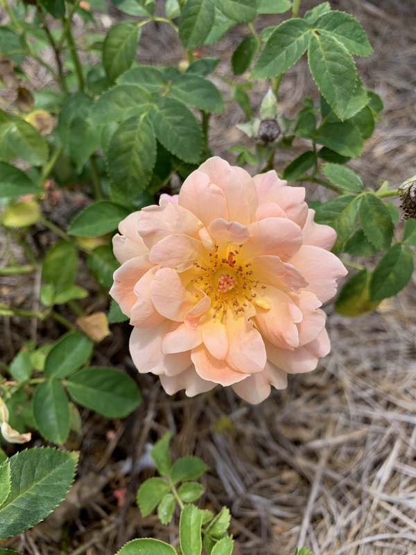 orange rose