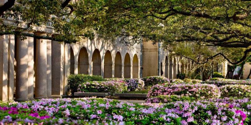 azaleas in quad