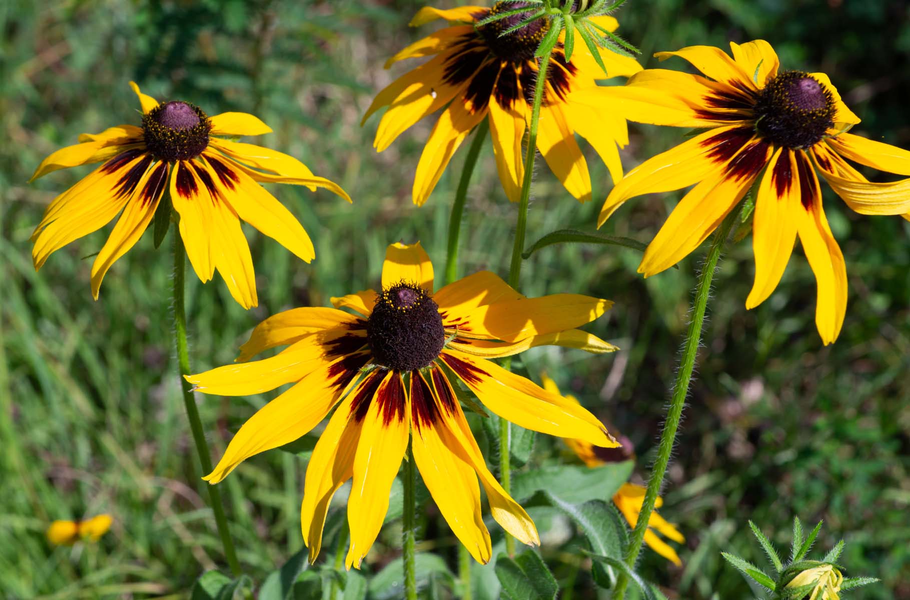 Coneflower