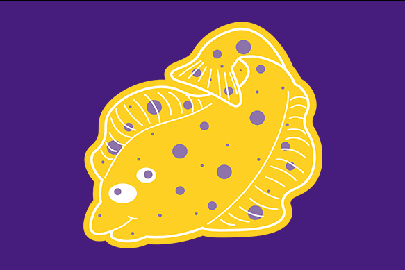 Flounder