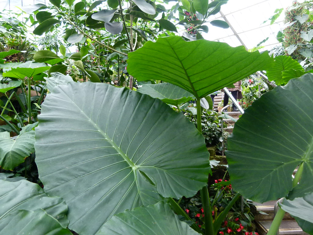 alocasia